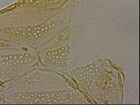 Echiniscus duboisi image