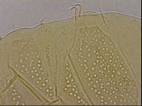 Echiniscus duboisi image