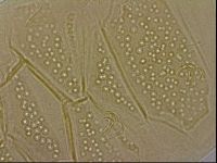 Echiniscus duboisi image