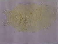 Echiniscus duboisi image