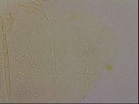 Echiniscus duboisi image