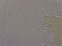 Echiniscus duboisi image