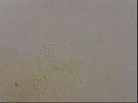 Echiniscus duboisi image
