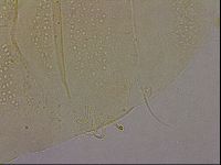 Echiniscus duboisi image