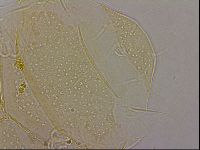 Echiniscus duboisi image