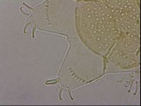 Echiniscus duboisi image