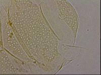 Echiniscus duboisi image