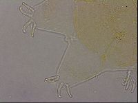 Echiniscus duboisi image
