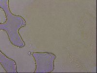 Echiniscus duboisi image