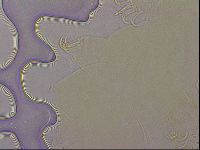 Echiniscus duboisi image