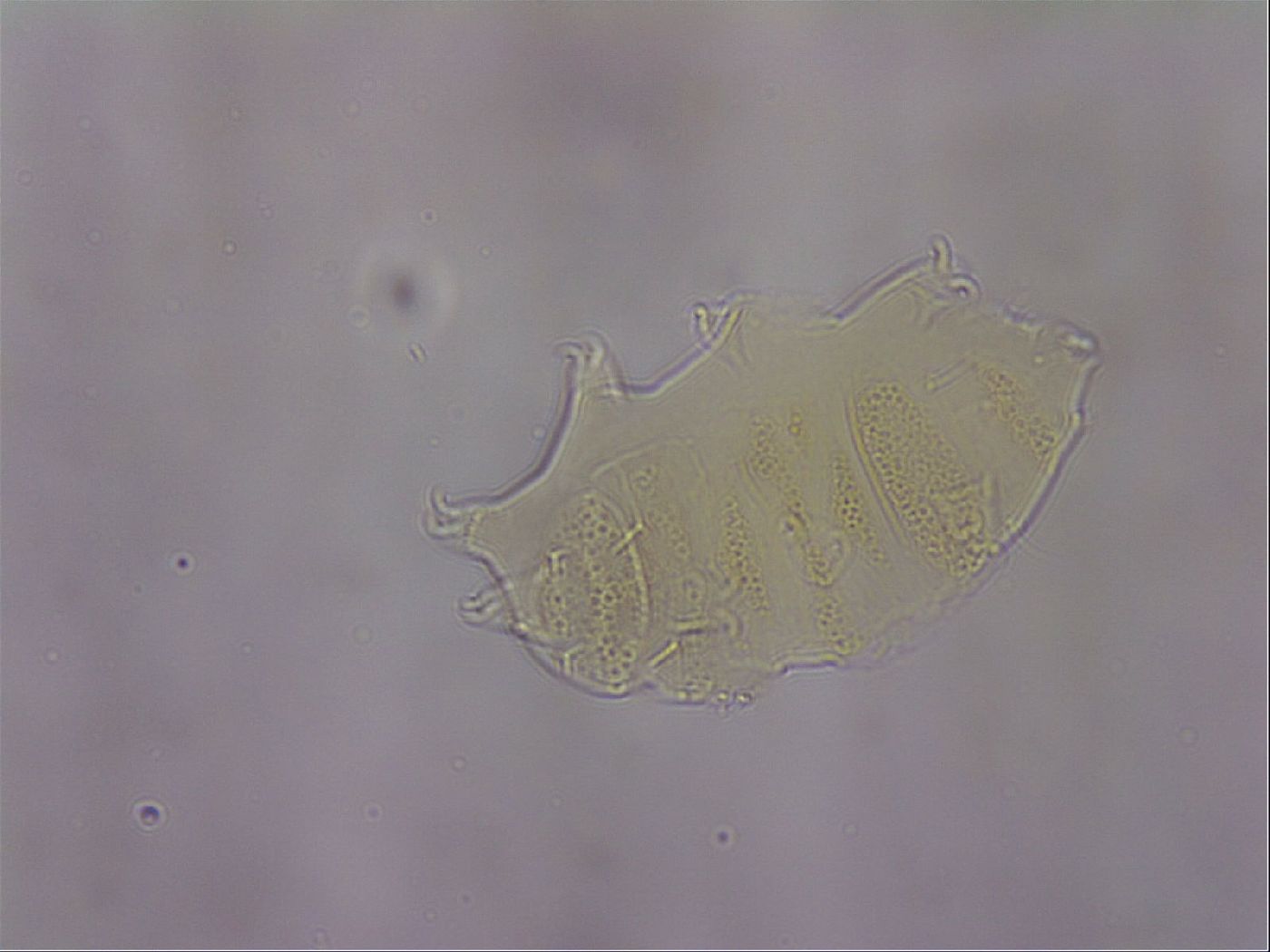 Echiniscus duboisi image