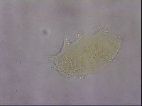 Echiniscus duboisi image