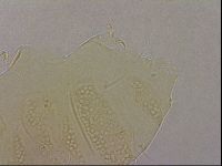 Echiniscus duboisi image
