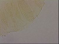 Echiniscus duboisi image