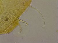 Echiniscus egnatiae image