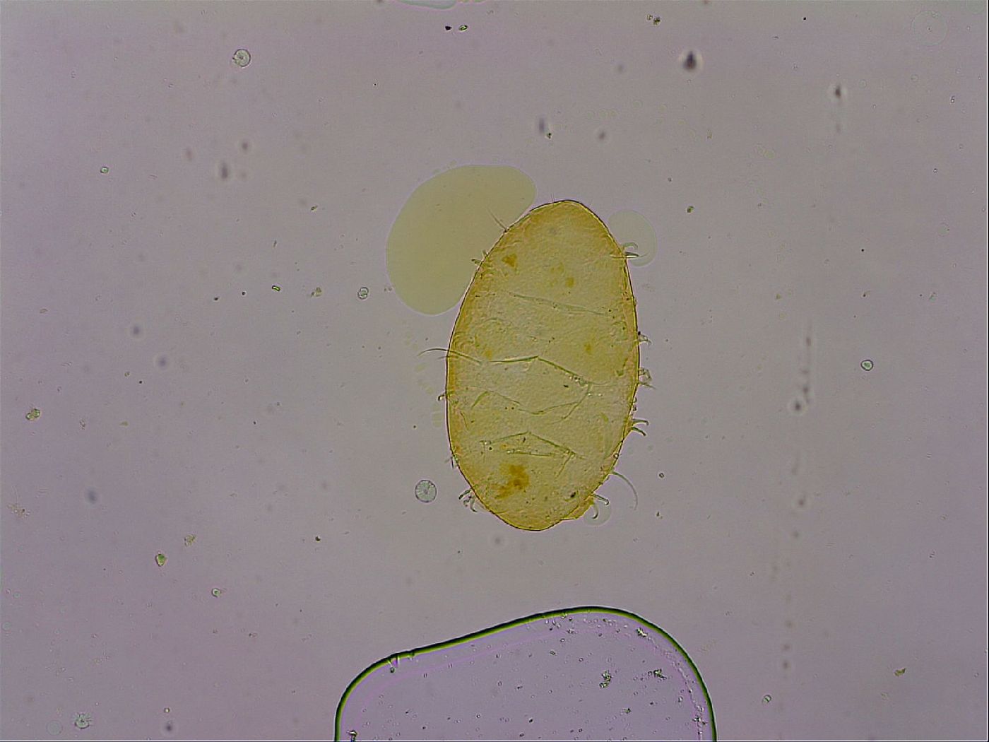 Echiniscus egnatiae image