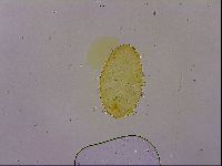 Echiniscus egnatiae image