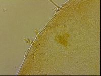 Echiniscus egnatiae image