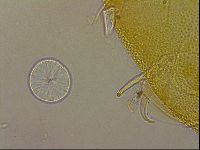 Echiniscus egnatiae image