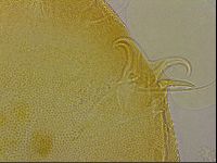 Echiniscus egnatiae image