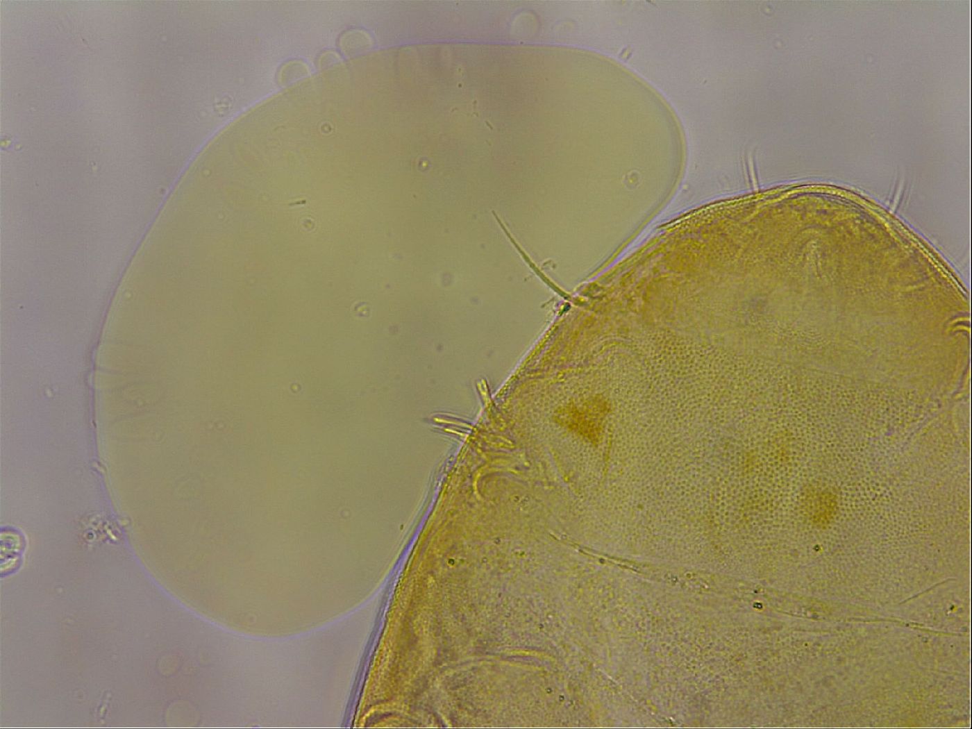 Echiniscus egnatiae image