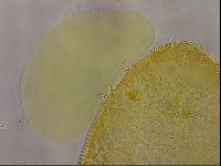 Echiniscus egnatiae image