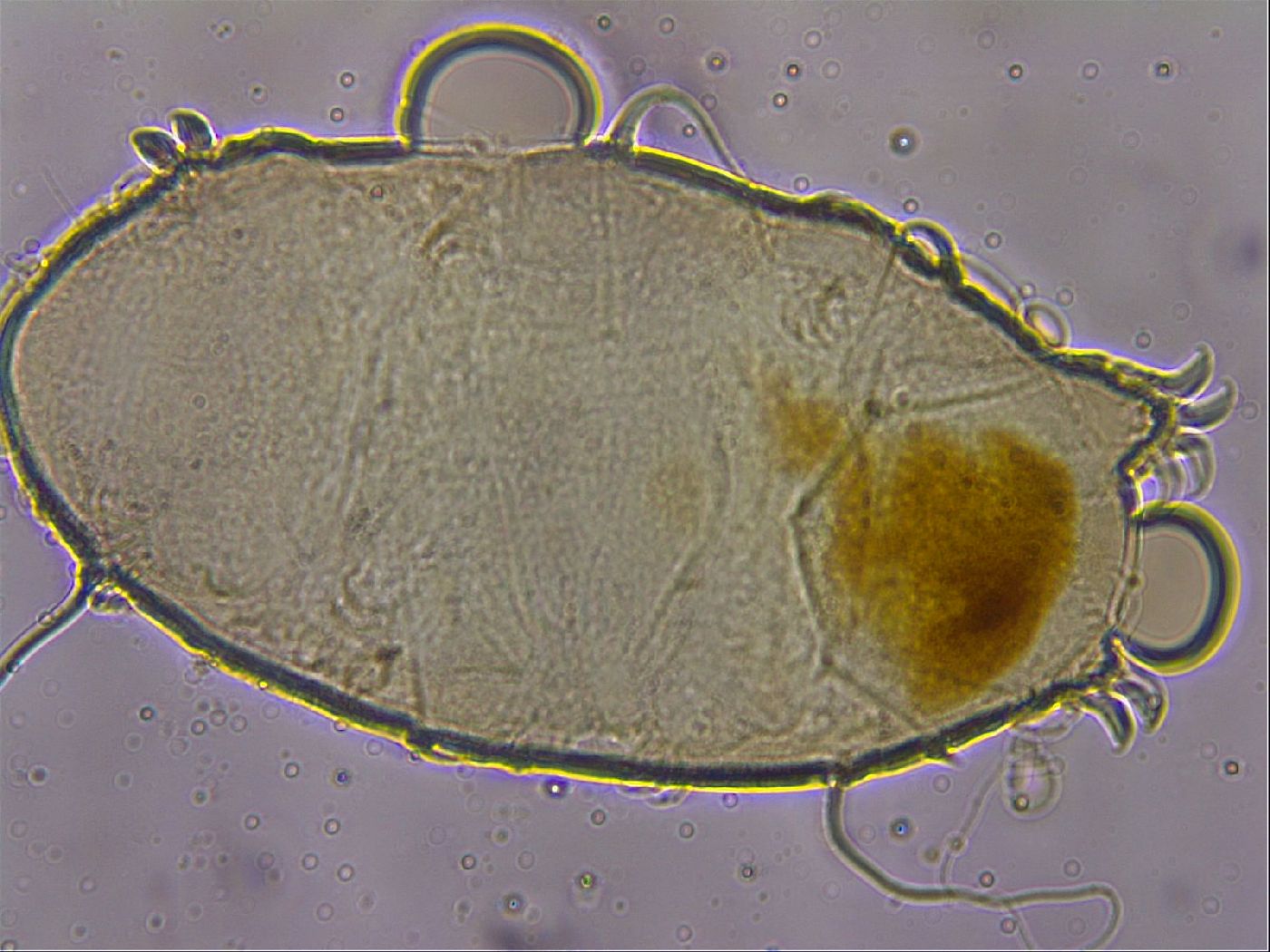 Echiniscus granulatus image