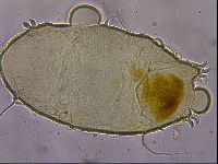 Echiniscus granulatus image