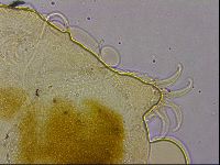 Echiniscus granulatus image