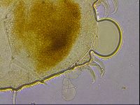 Echiniscus granulatus image