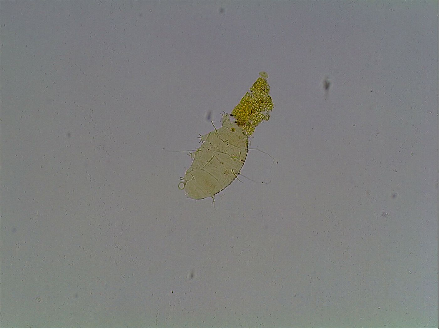 Echiniscus heterospinosus image