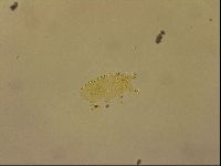 Echiniscus horningi image