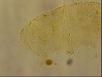 Echiniscus horningi image