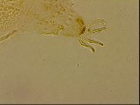 Echiniscus horningi image