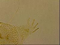 Echiniscus horningi image