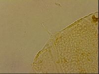 Echiniscus horningi image