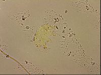 Echiniscus horningi image