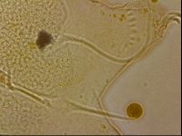 Echiniscus horningi image