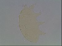 Echiniscus horningi image