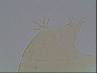 Echiniscus horningi image