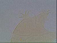 Echiniscus horningi image
