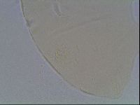 Echiniscus horningi image
