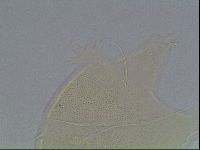 Echiniscus horningi image