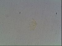 Echiniscus horningi image