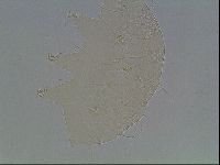 Echiniscus horningi image
