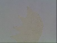 Echiniscus horningi image