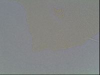Echiniscus horningi image