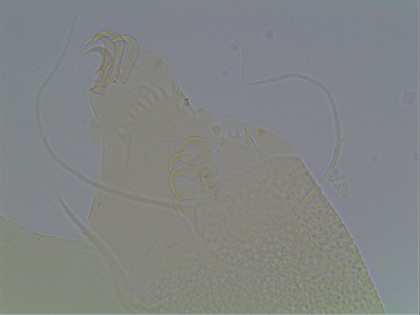 Echiniscus horningi image