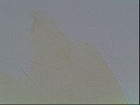 Echiniscus horningi image