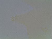 Echiniscus horningi image